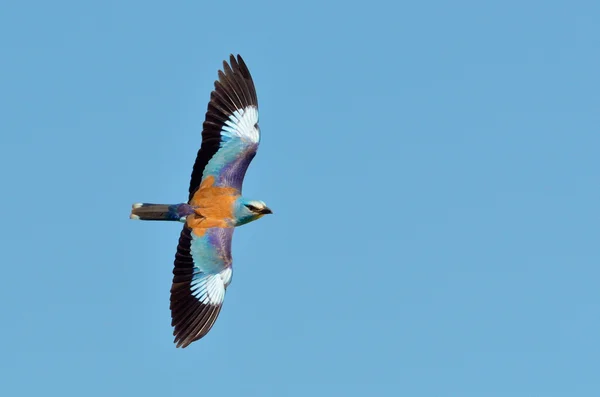 Avrupa silindir (coracias garrulus) — Stok fotoğraf