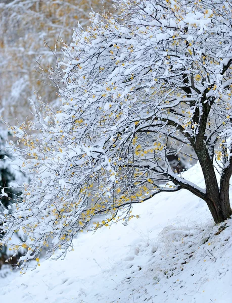 Paesaggio invernale — Foto Stock