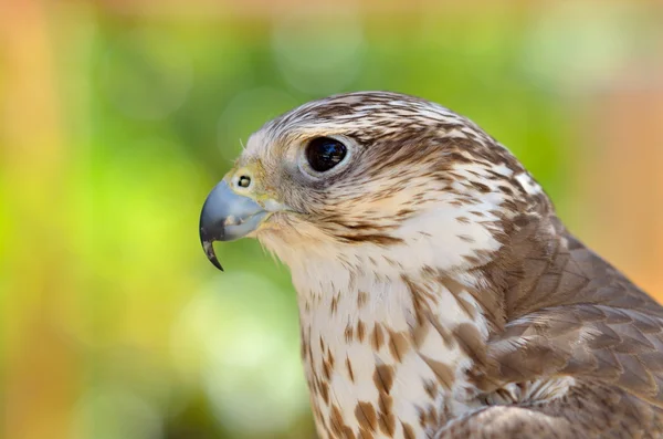 Saker falcon portrait (Falco cherrug) — Stock Photo, Image