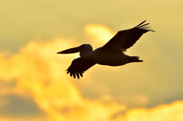 Pelican silhouette — Stock Photo, Image