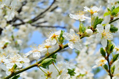 İlkbaharda açan ağaç