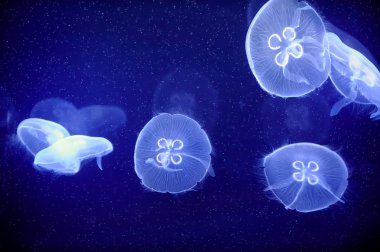 Sualtı jellyfishes görüntüsünü