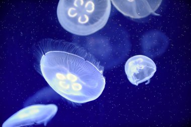 Sualtı jellyfishes görüntüsünü