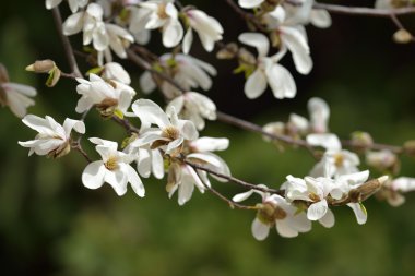 bahar bahçe çiçek açan bir manolya ağacı