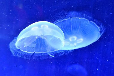 Sualtı jellyfishes görüntüsünü