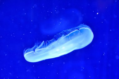 Sualtı jellyfishes görüntüsünü