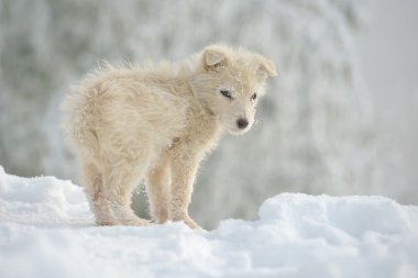 küçük bir beyaz köpek Kışın açık
