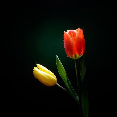 su damlaları ile taze laleler