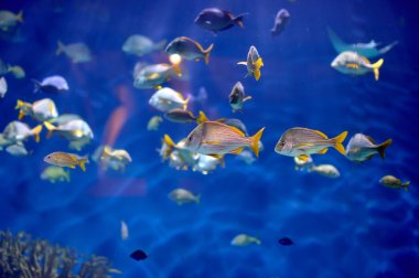 Tropikal balıkların sualtı görüntüsü