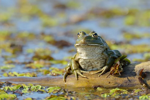 Frog in natural habitat — Stock Photo, Image