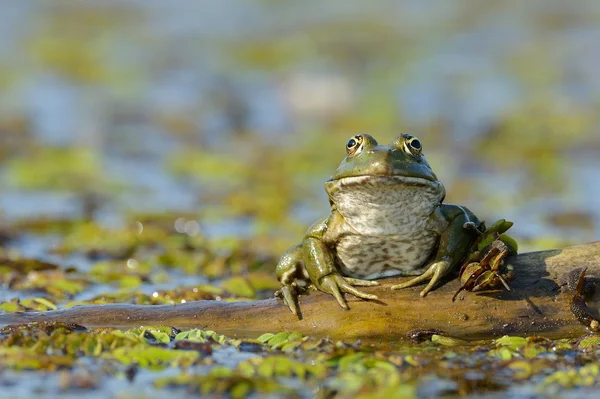 Żaba w środowisku naturalnym — Zdjęcie stockowe