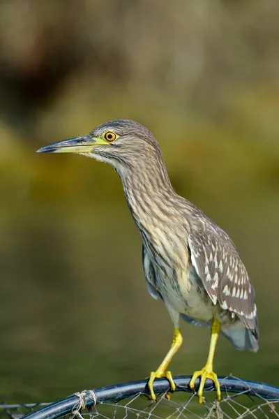 Garza gris en hábitat natural — Foto de Stock