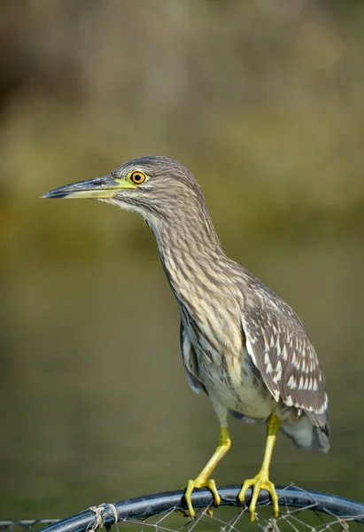 Gråhäger i naturliga livsmiljöer — Stockfoto