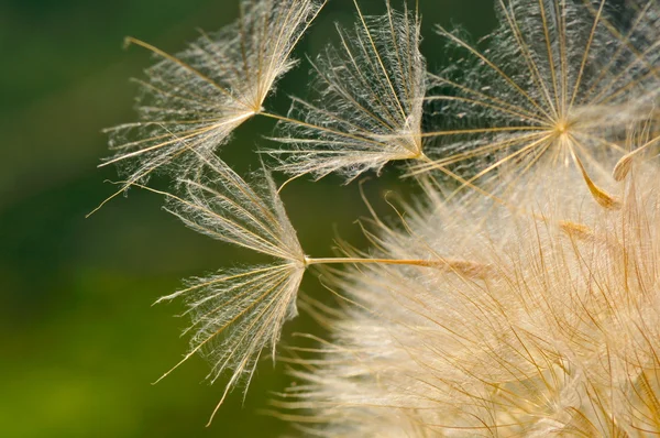 Paardebloem op veld in het voorjaar van — Stockfoto