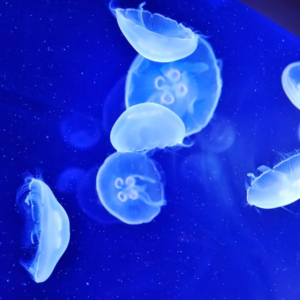 Underwater image of jellyfishes — Stock Photo, Image