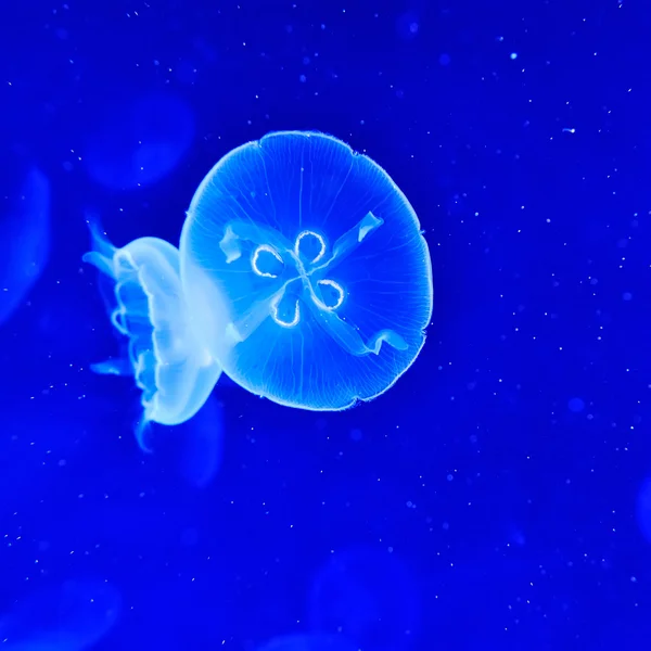 Podwodne obraz jellyfishes — Zdjęcie stockowe