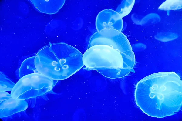 Underwater image of jellyfishes — Stock Photo, Image