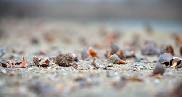 Schelpen op natte zand — Stockfoto