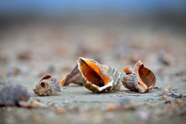 Muscheln auf nassem Sand — Stockfoto