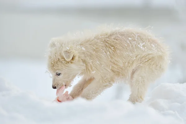 冬の屋外の小さな白い犬 — ストック写真