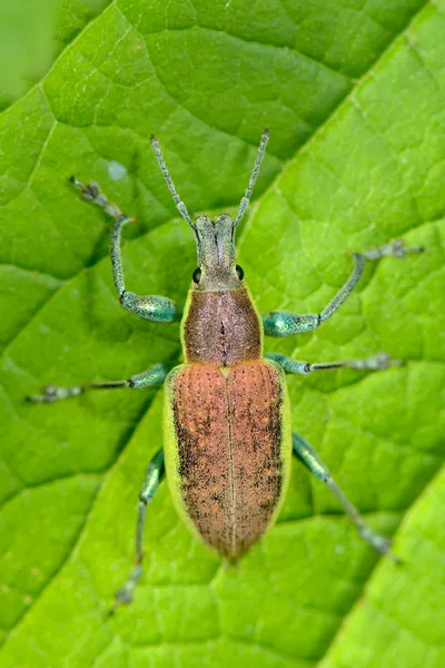 Käfer auf grünem Blatt — Stockfoto