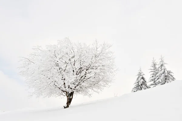 Güzel kış manzarası — Stok fotoğraf