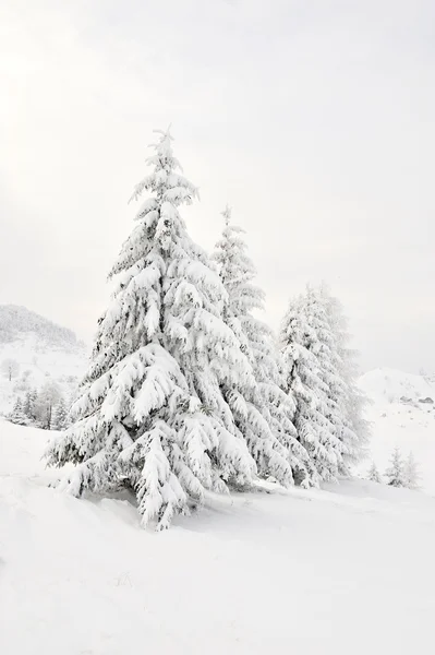 Vackert vinterlandskap — Stockfoto