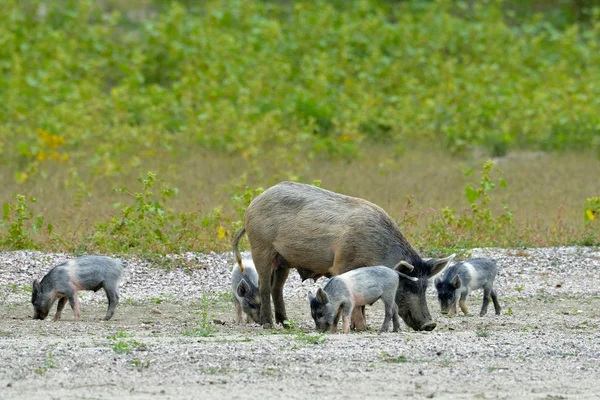 Pigs outdoor — Stock Photo, Image