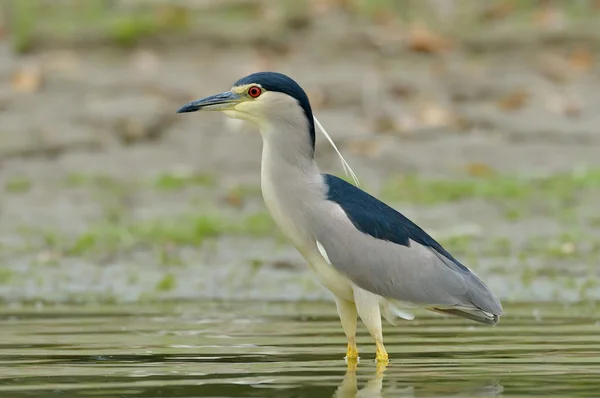 Garza gris en hábitat natural (ardea cinerea ) — Foto de Stock