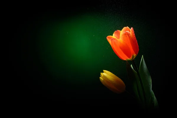 Fresh tulips with water drops — Stock Photo, Image