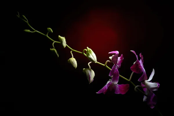 Ветка орхидеи с капельками воды на ней — стоковое фото