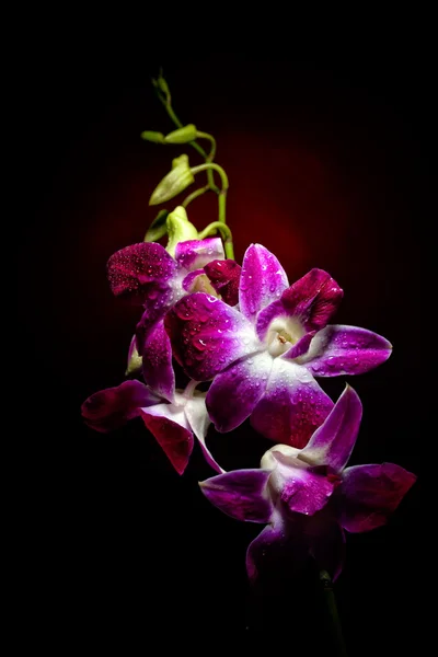 Branche d'orchidée — Photo