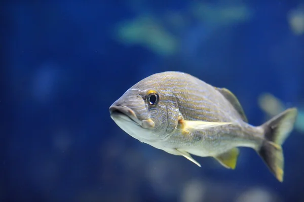 Imagen submarina de peces tropicales — Foto de Stock