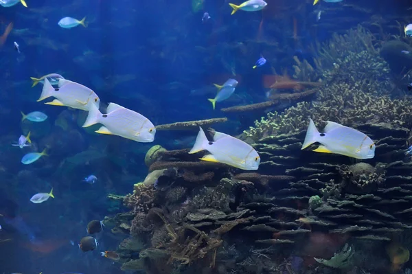 Sualtı görüntü tropikal balık — Stok fotoğraf