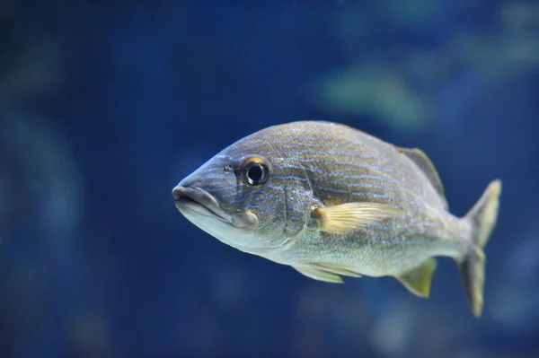 Underwater image of tropical fishes — Stock Photo, Image