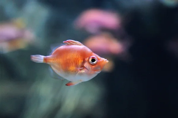 Imagem subaquática de peixes tropicais — Fotografia de Stock