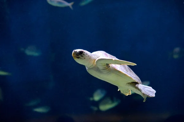 Tartaruga marinha natação — Fotografia de Stock