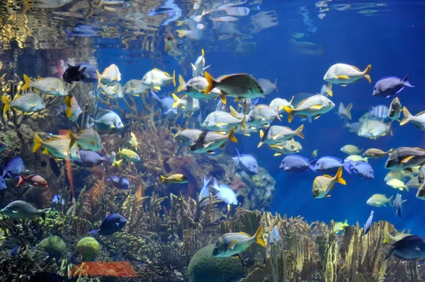 Imagem subaquática de peixes tropicais — Fotografia de Stock