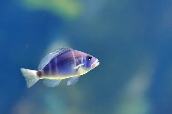 Underwater image of tropical fish — Stock Photo, Image