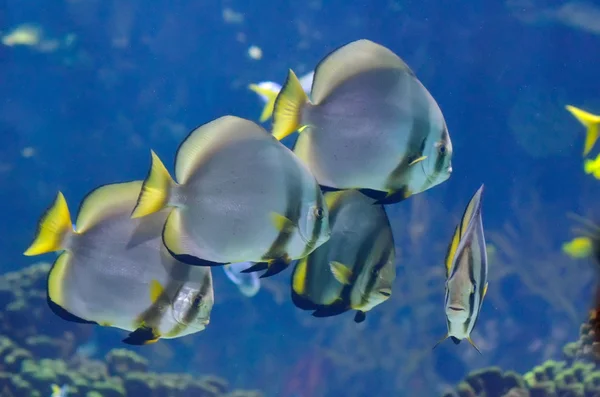 Underwater image of tropical fishes — Stock Photo, Image