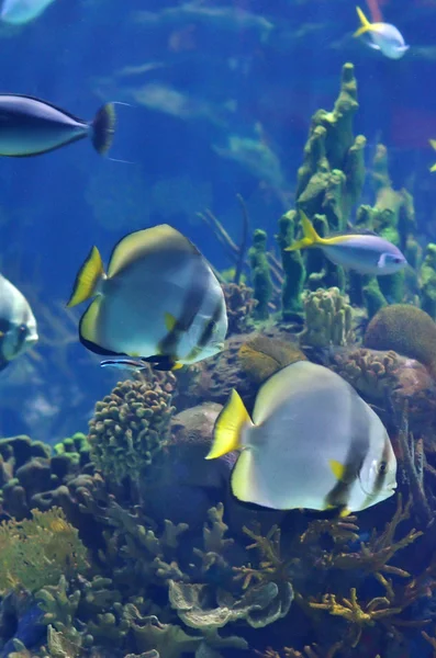 Imagem subaquática de peixes tropicais — Fotografia de Stock