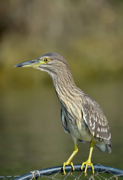 Grey heron in natural habitat Stock Photo