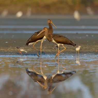 Kara Leylek - Ciconia zencisi
