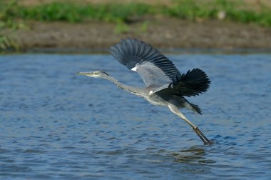 Gri balıkçıl (ardea cinerea doğal ortamlarında)