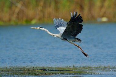 Gri balıkçıl (ardea cinerea doğal ortamlarında)