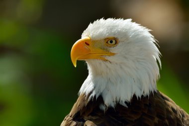 Kel kartal (haliaeetus leucocephalus) portre