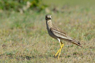 Burhinus oedicnemus (Avrasya thick-knee, Avrasya taş-kervan