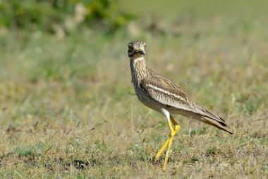 Burhinus oedicnemus (Eurasian Thick-knee, Eurasian Stone-curlew clipart