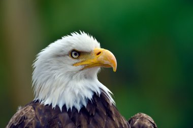 Kel kartal (haliaeetus leucocephalus) portre