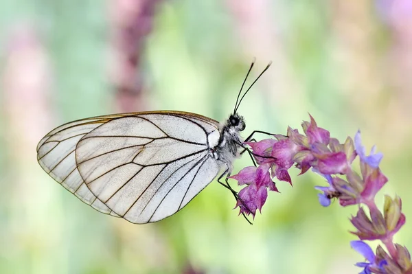 Butterfly in natural habitat (aporia crataegi) — Stock Photo, Image